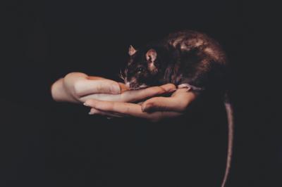 ネズミ根絶運動