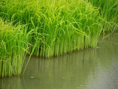 農産物自給
